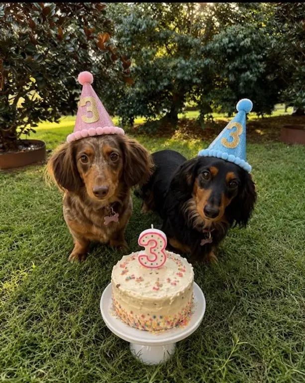 Two dachshunds in party hats celebrating a birthday