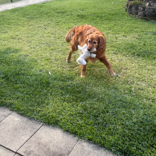 Golden retriever playing with a toy in the yard