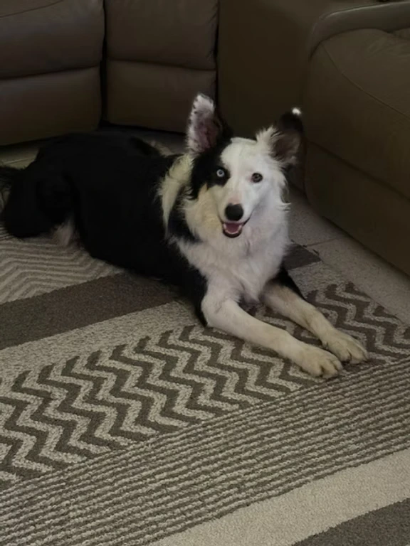 Happy dog enjoying care at Urban Tail Sitters