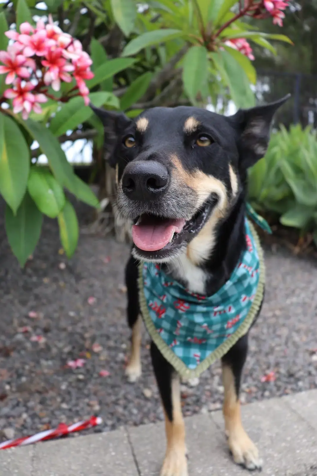 Kelpie wearing a bandana sitting beside a frangipani flower on the property