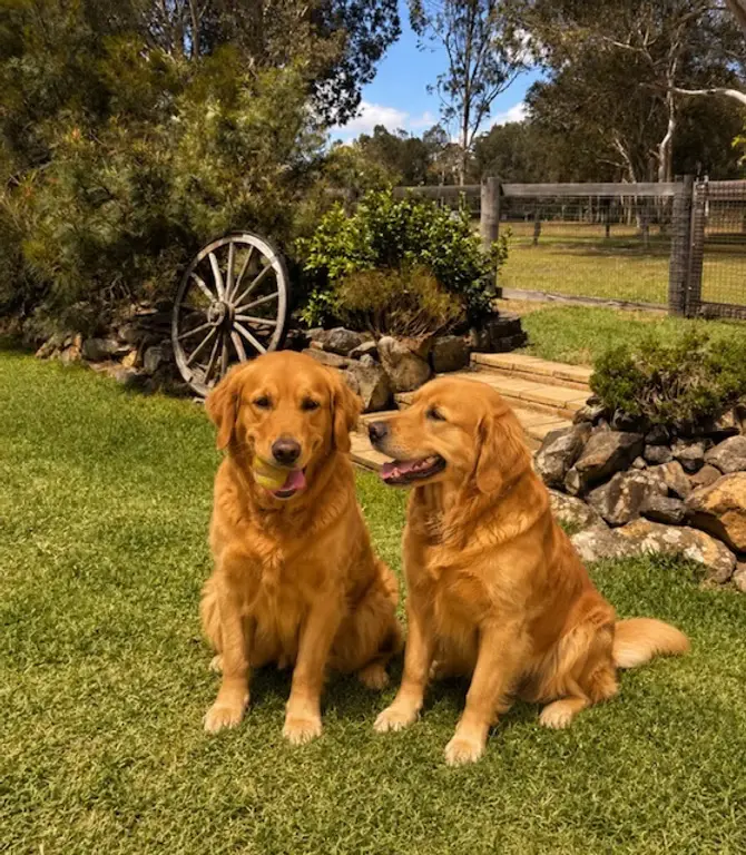 Two golden retrievers relaxing together on the lawn at Urban Tail Sitters