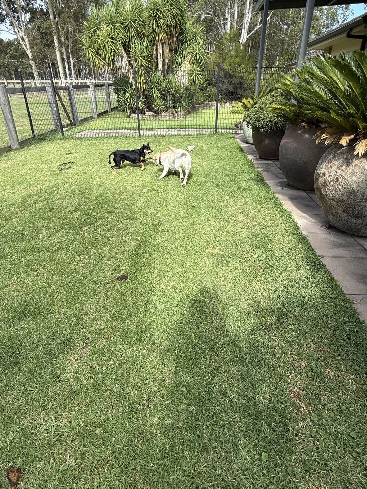 Dog enjoying country life at Urban Tail Sitters