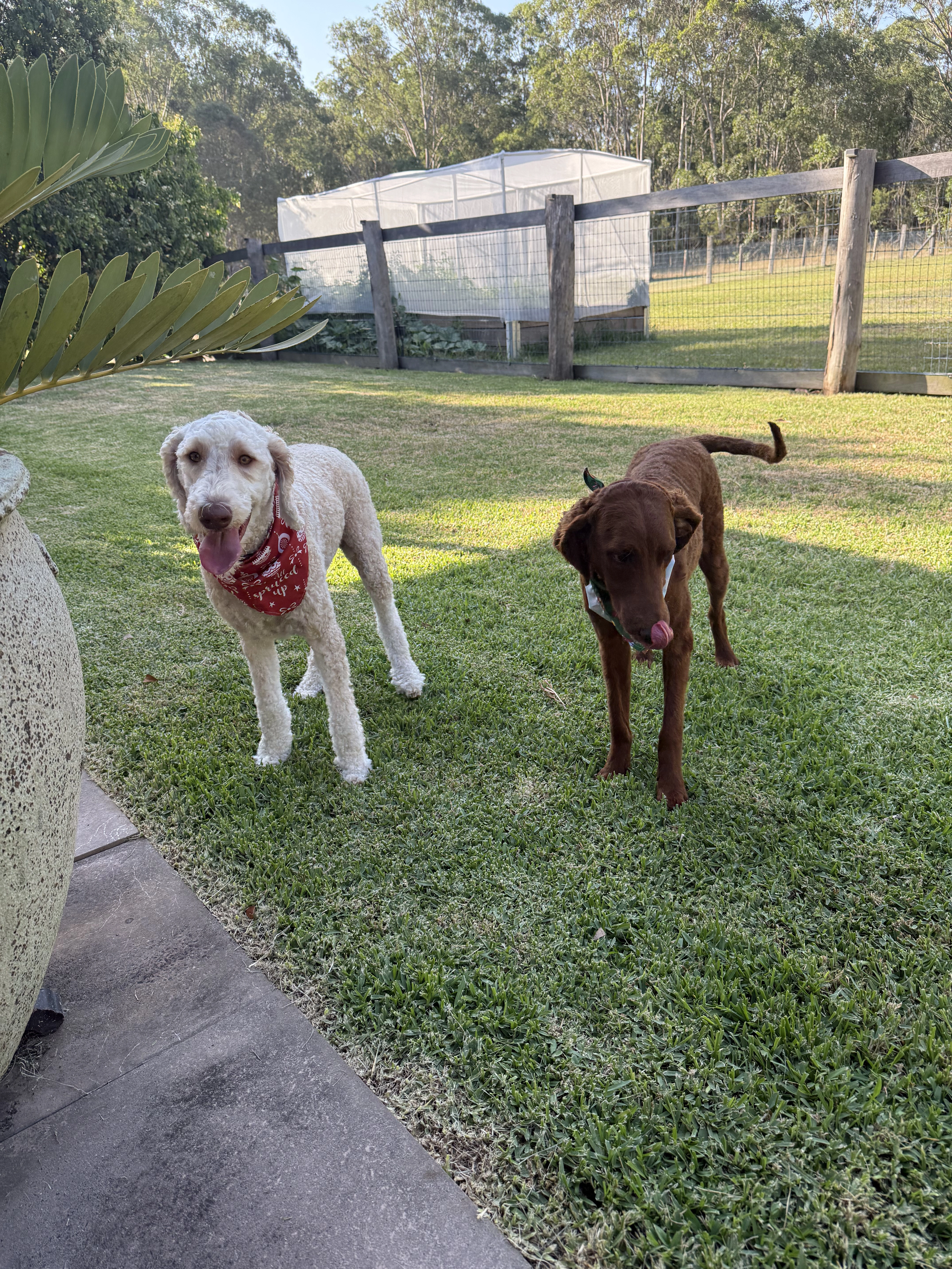 Relaxed dog boarding in a home-style farm setting