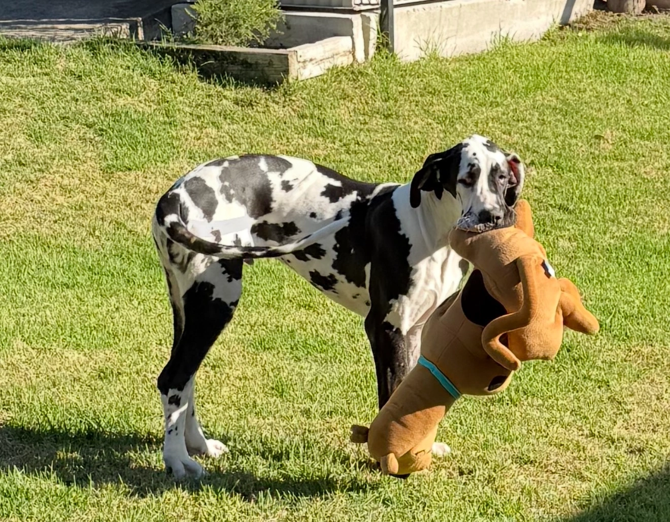 Happy dog enjoying an outdoor stay at the Quorrobolong farm