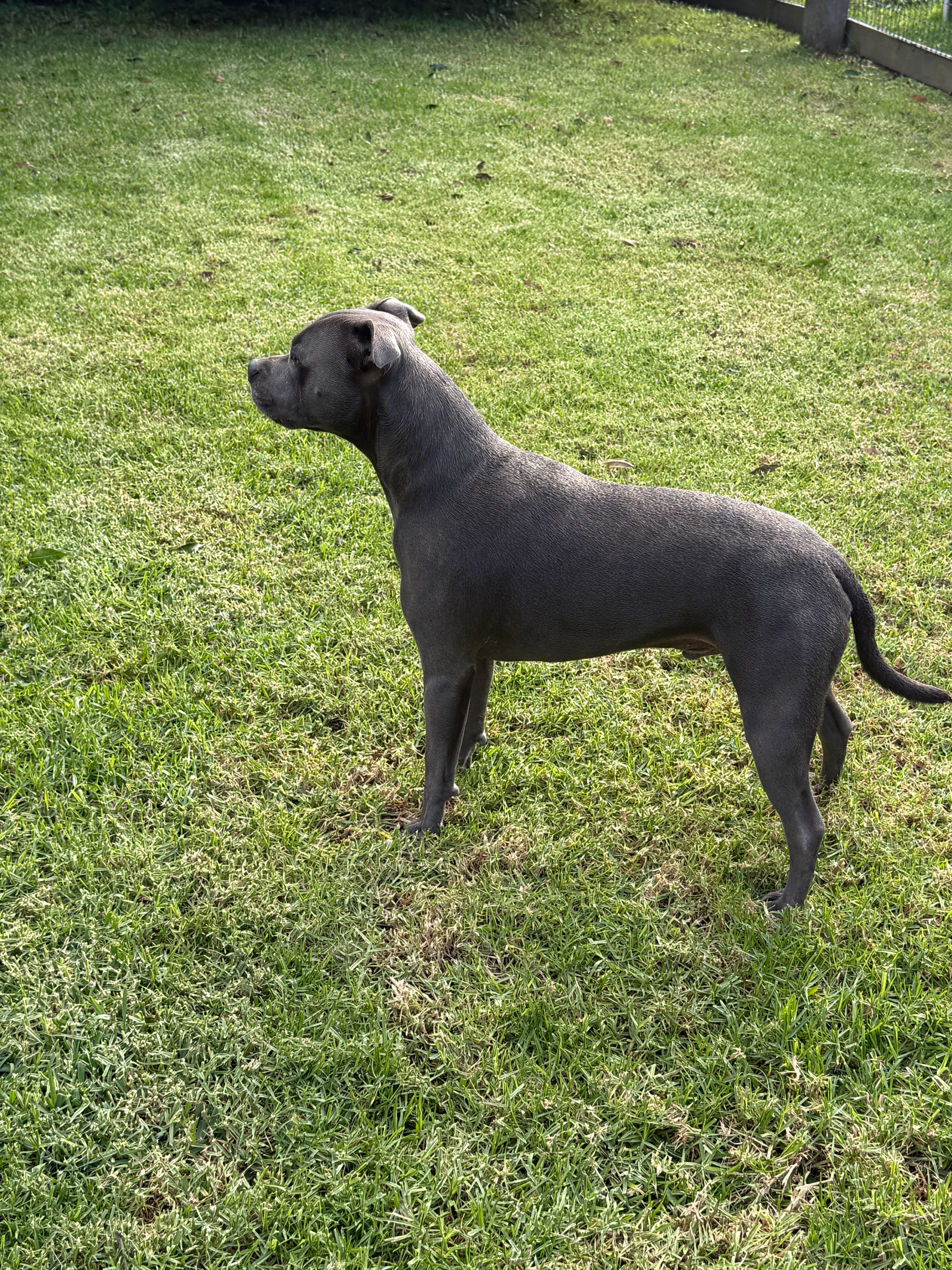 Dogs at play on the farm