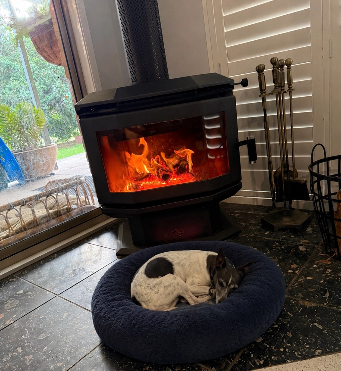 Dog enjoying day care at the Quorrobolong farm